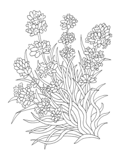 Flower Botanical Lavender Kids Coloring Pages Pdf, Free Vectors File